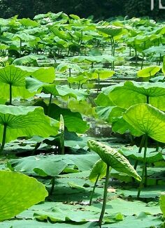 成都工业学院成考报名条件有哪些?