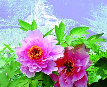 北京交通大学自考包过是真的吗?