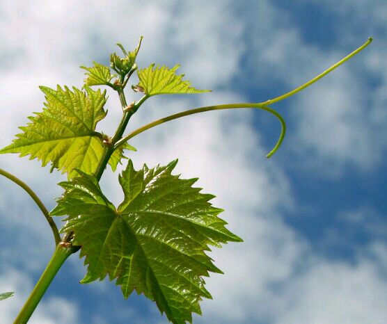 专本套读国家承认吗，专本套读找工作承认吗?