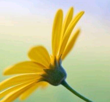 自考法律本科，可不可以不考英语（二）？