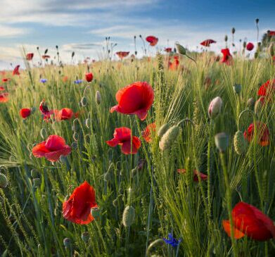 攻读在职工程博士能不能免试入学？