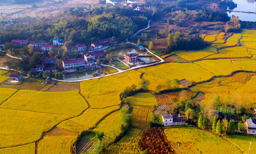 战略培训乡村振兴项目培训