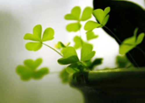 北师大国学班吸引点在哪儿？