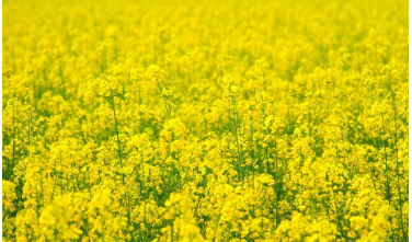 山东大学在职研究生的报考方式有哪些呢？