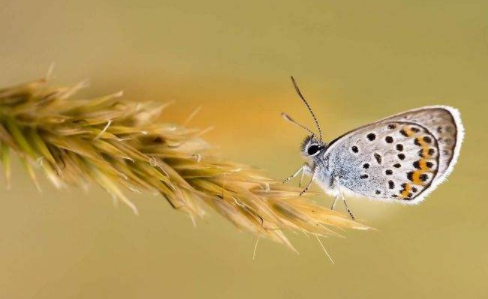 荷兰商学院高级工商管理的学员主要来自哪里？