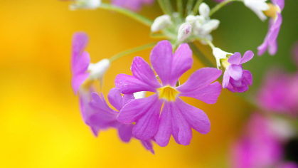 学员报考布雷斯特商学院工商管理硕士班课程设置是如何安排的？