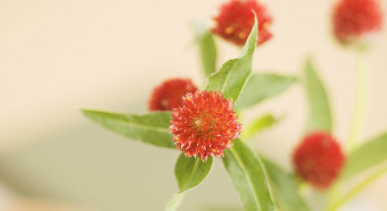 中国工程咨询与勘察设计院院长实战班教学是如何安排的?