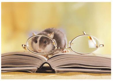 法国布雷斯特商学院应用心理学硕士怎么样？