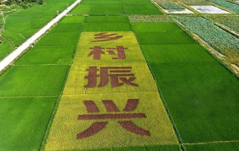 乡村振兴培训项目介绍