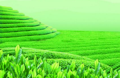 华南大学茶业培训班和上海交大哪个值得考