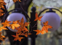 北大emba研修班申请流程是什么？