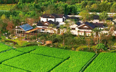 乡村振兴课程内容有哪些？