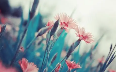 湖南省高起专有哪些课程？