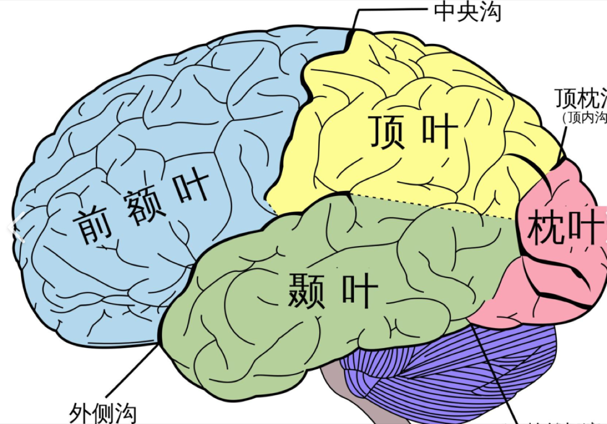 天天熬夜，让我的前额叶损伤，现在我的智商如同一片鞋垫