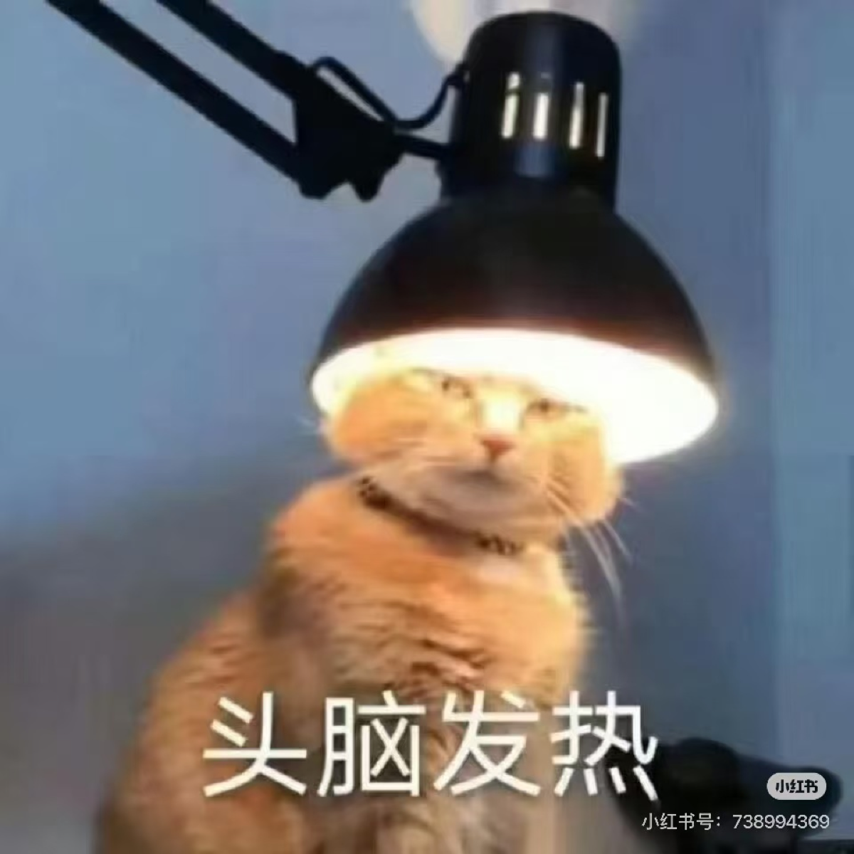 天天熬夜，让我的前额叶损伤，现在我的智商如同一片鞋垫