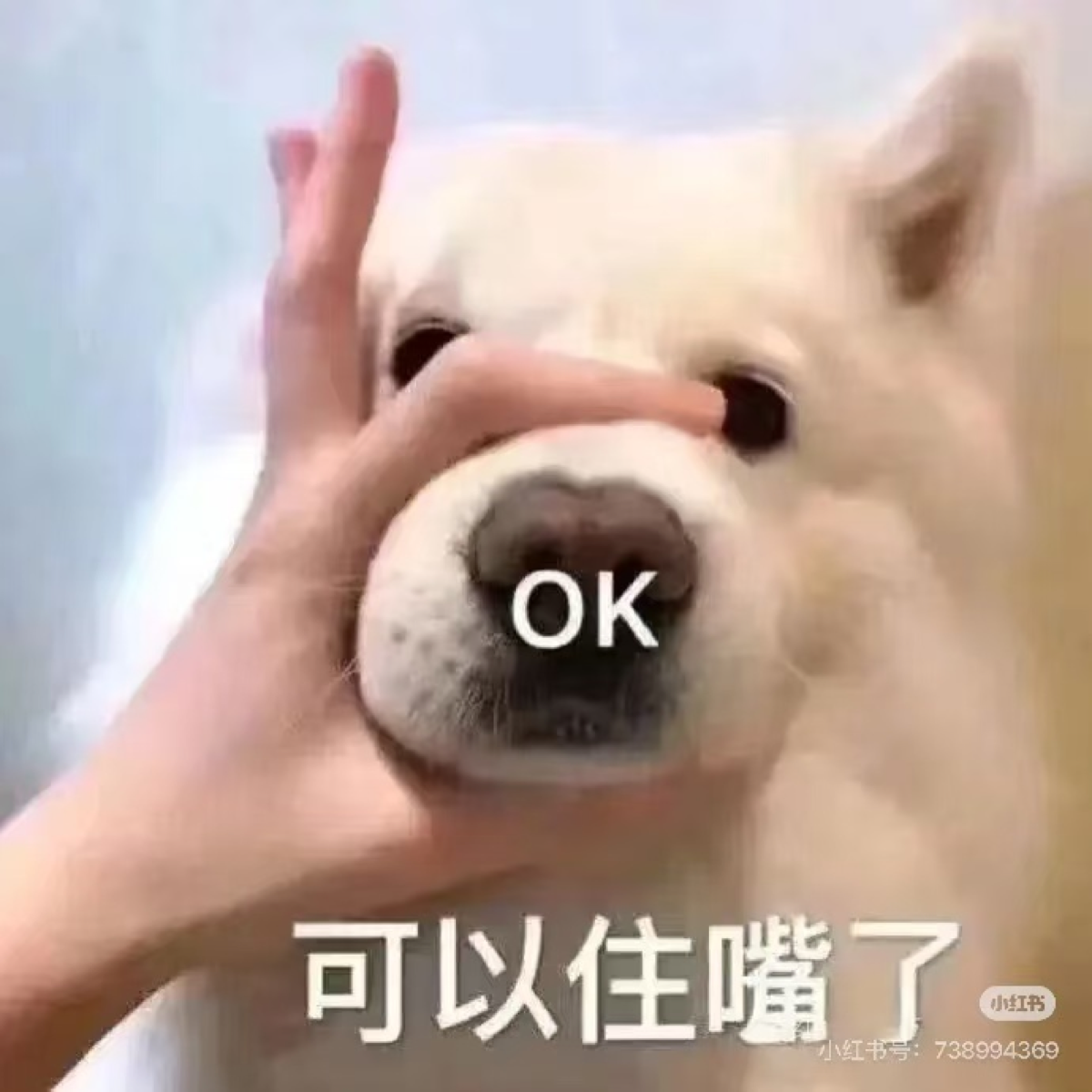 天天熬夜，让我的前额叶损伤，现在我的智商如同一片鞋垫