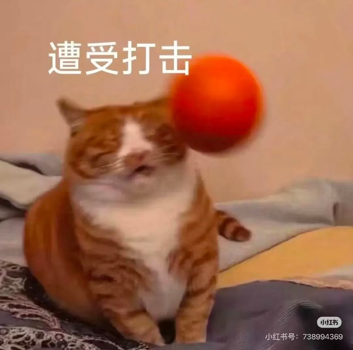 天天熬夜，让我的前额叶损伤，现在我的智商如同一片鞋垫