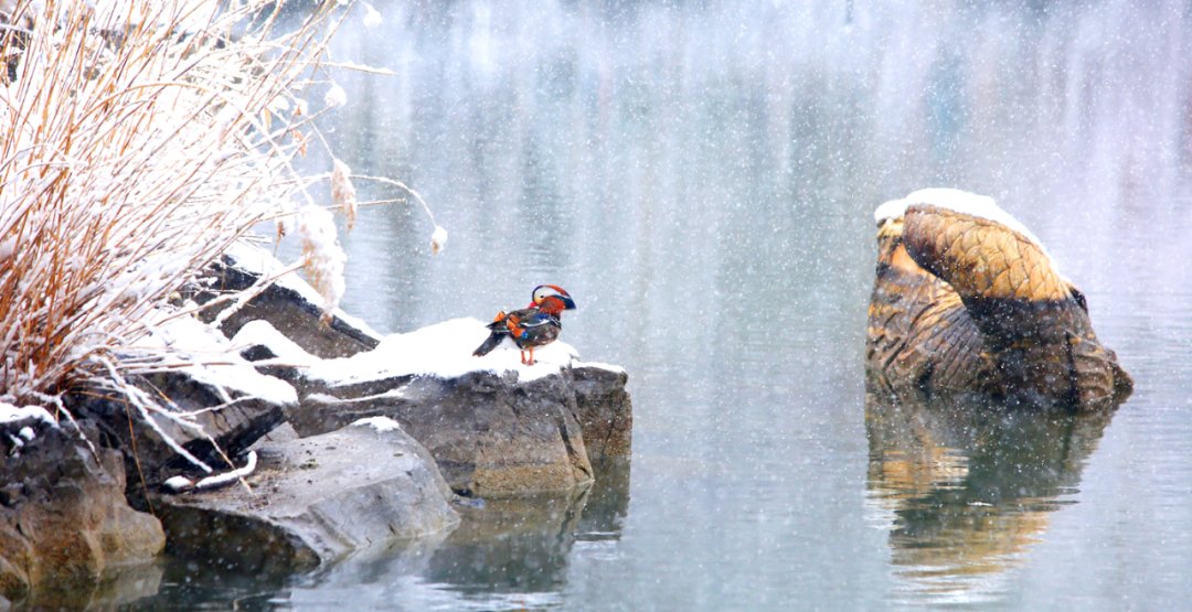 北京大学 | 商业哲学与人文经典研修班 | 深圳研究院 | 招生中