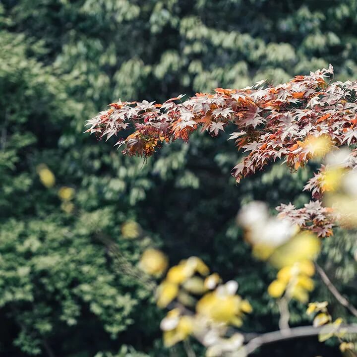 时代华商 | 吴言生教授 | 国学高端禅修游学班·九华山智慧修炼之行 | 2025.3.13-16 | 安徽九华山