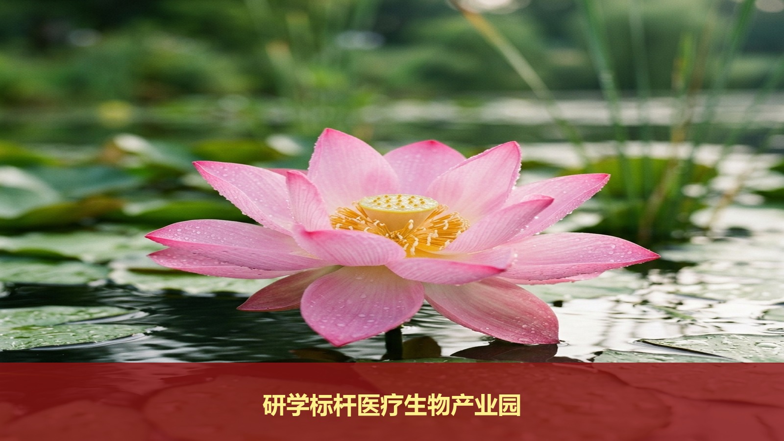 纸上谈兵不如实地考察找项目？揭秘北京大学医疗产业投融资领军人才研修班如何带队研学标杆医疗生物产业园