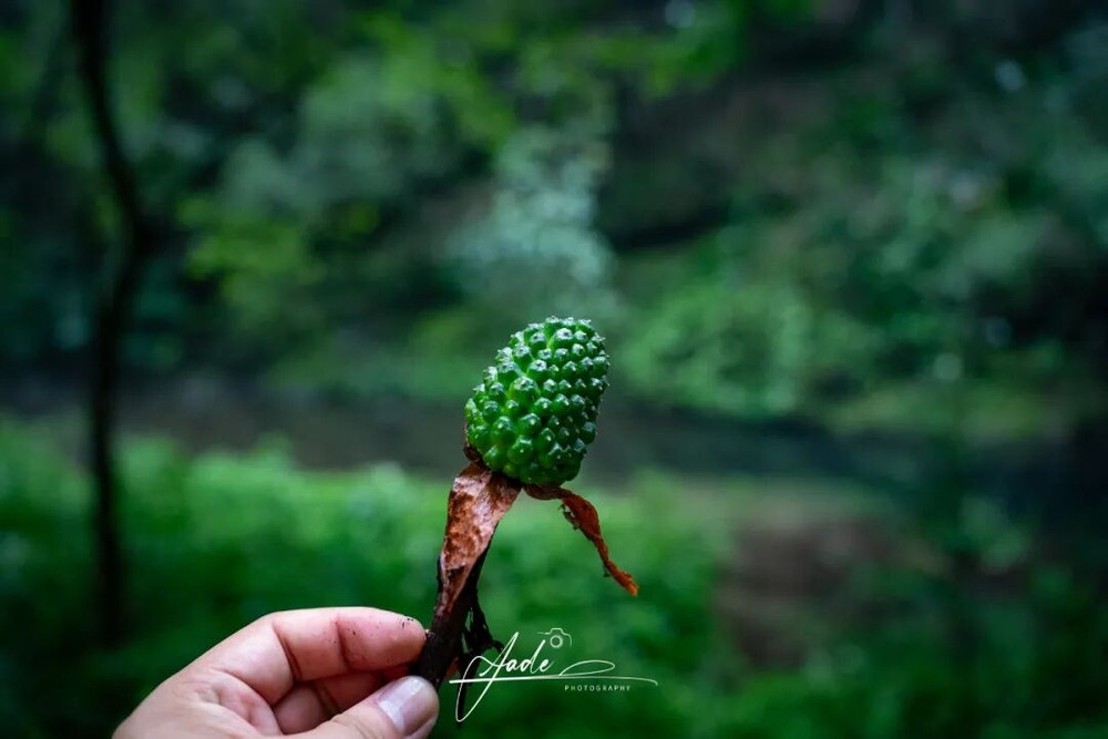 武当玄境辟谷营 | 武当三丰派第十五代传人/全真龙门派传人 | 场域能量·道家功法·身心重启全记录 | 复训师兄亲述