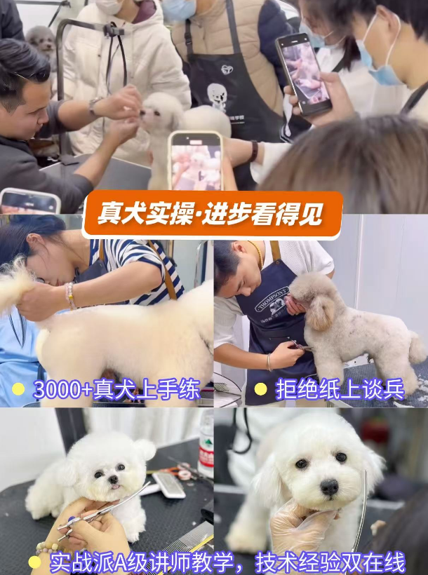 恩宠爱0基础C级班