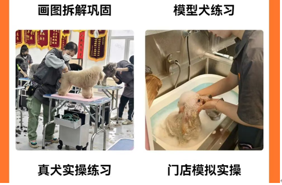 派多格职业宠物驯导专业课程