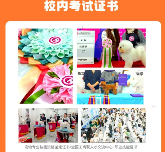 派多格职业宠物驯导专业课程