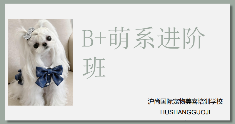 沪尚B+萌系进阶班课程