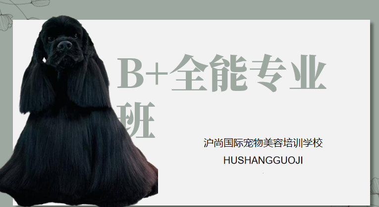 沪尚B+全能专业班课程